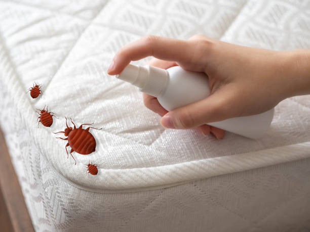 Best Spider Control Near Me  in Loudonville, NY