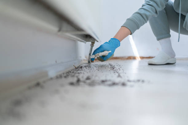 Wasp Removal Services in Loudonville, NY